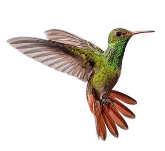 colibri Ceiba Inmobiliaria